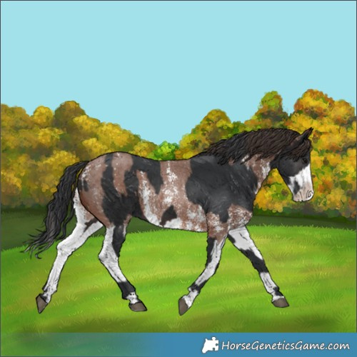 Horse Color:Brown Rabicano  and Brown Sabino Splash Rabicano 