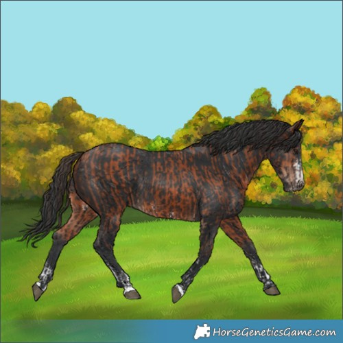 Horse Color:Bay Sabino Rabicano  and Brown Rabicano 
