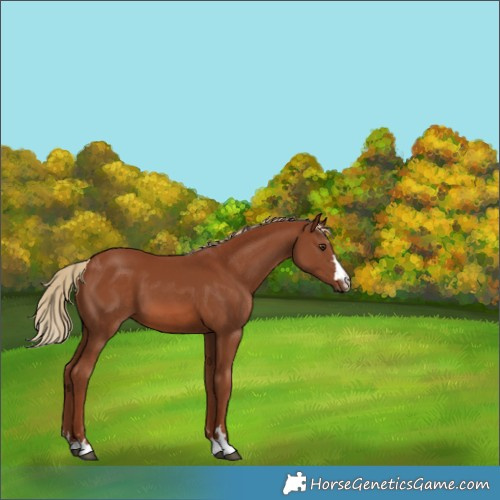 Horse Color:Chestnut 
