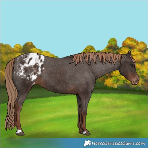Horse Color:Liver Chestnut Appaloosa 