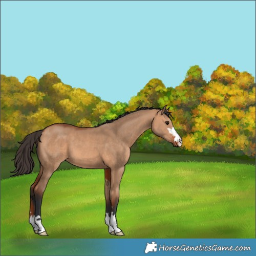 Horse Color:Bay Dun 