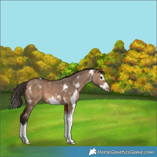 Horse Color:White Spotted Brown Dun Splash Frame 