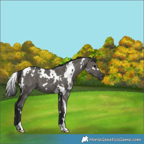 Horse Color:White Spotted Grullo 