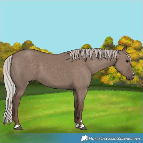 Horse Color:Silver Grullo 