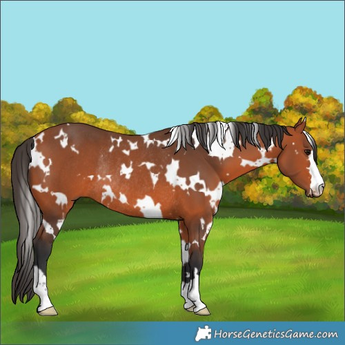 Horse Color:White Spotted Bay Rabicano 