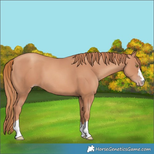 Horse Color:Gold Champagne 