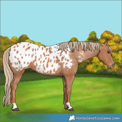 Horse Color:Chestnut Appaloosa