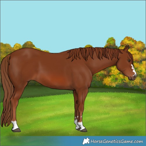 Horse Color:Chestnut 