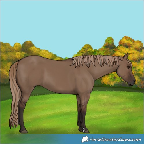 Horse Color:Liver Red Dun 