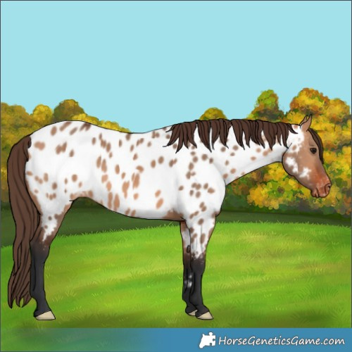 Horse Color:Bay Dun Appaloosa 