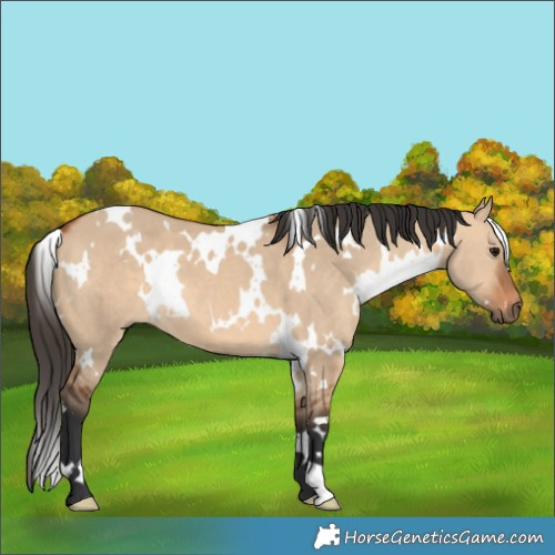 Horse Color:White Spotted Bay Dun 