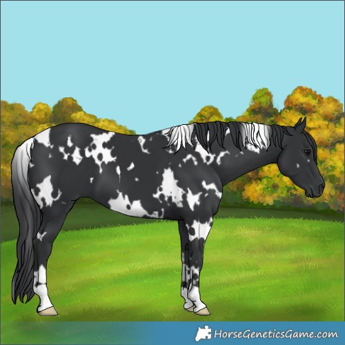 Horse Color:White Spotted Black 