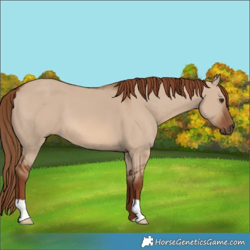 Horse Color:Red Dun 