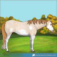Horse Color:Red Dun Roan Splash Frame Rabicano 
