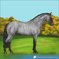 Horse Color:Blue Roan Appaloosa
