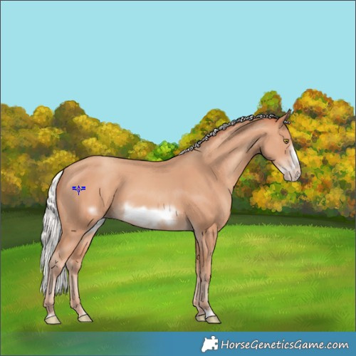 Horse Color:Silver Amber Champagne Frame 