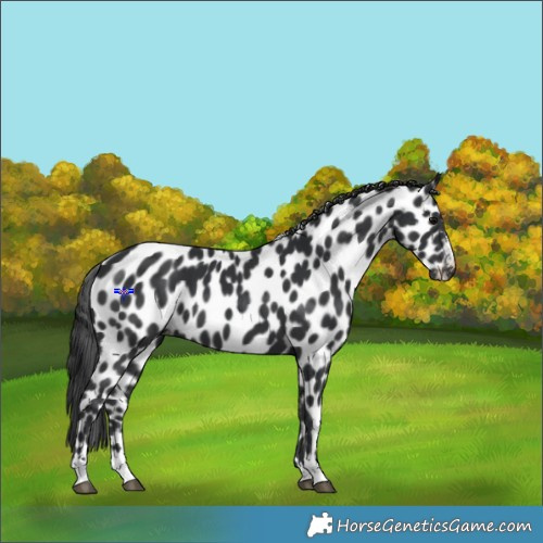 Horse Color:Black Appaloosa