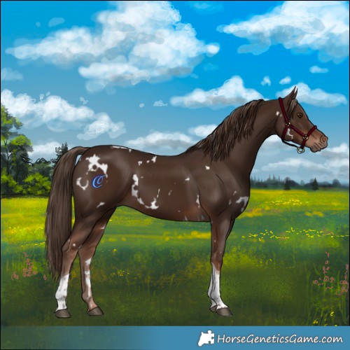 Horse Color:White Spotted Liver Chestnut Tobiano