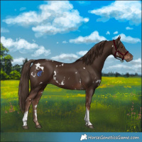 Horse Color:White Spotted Liver Chestnut Tobiano 