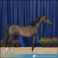 Horse Color:Brown Dun Rabicano 