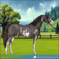 Horse Color:Liver Chestnut Sabino 