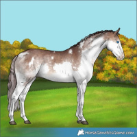 Horse Color:White Spotted Chocolate Brown Dun Splash Rabicano 