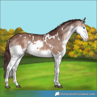 Horse Color:White Spotted Chocolate Brown Dun Splash Rabicano
