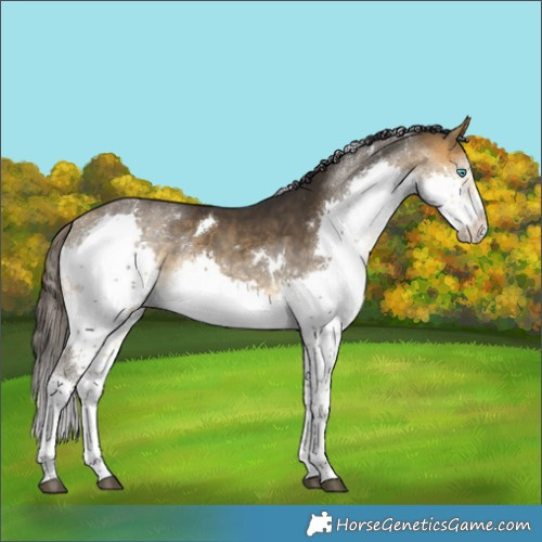 Horse Color:White Spotted Buckskin Splash Tobiano Rabicano 
