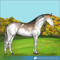 Horse Color:White Spotted Buckskin Splash Tobiano Rabicano 