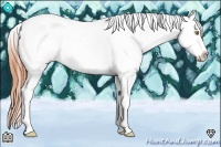 Horse Color:Amber Champagne Roan Tobiano Appaloosa