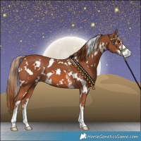 Horse Color:White Spotted Chestnut Sabino