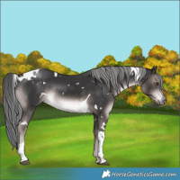 Horse Color:Platinum White Spotted Liver Chestnut Mushroom Tobiano Rabicano