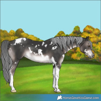 Horse Color:Platinum White Spotted Liver Chestnut Mushroom Tobiano Rabicano 