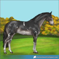 Horse Color:Gray Platinum White Spotted Liver Chestnut
