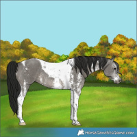 Horse Color:Gray Grullo Sabino Tobiano Rabicano