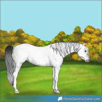 Horse Color:Gray Grullo Sabino Tobiano Rabicano 