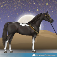Horse Color:Liver Chestnut Tobiano 