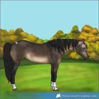 Horse Color:Gray Brown Dun Tobiano 