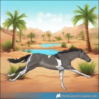 Horse Color:Grullo Tobiano 