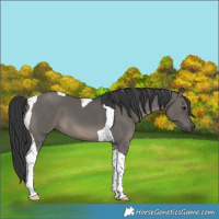 Horse Color:Grullo Tobiano 