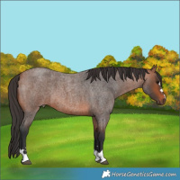 Horse Color:Bay Roan 