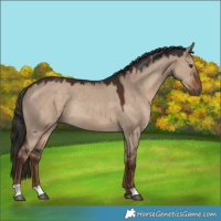Horse Color:Liver Red Dun Rabicano 