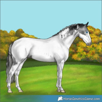 Horse Color:Gray White Spotted Black Splash Near Fewspot 