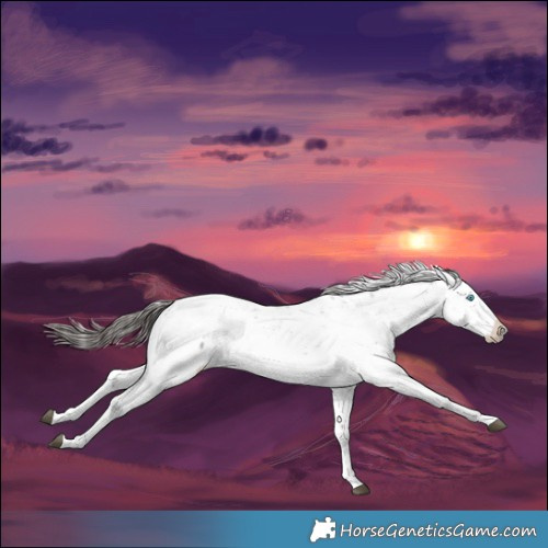 Horse Color:White Spotted Black Sabino Splash Snowcap 