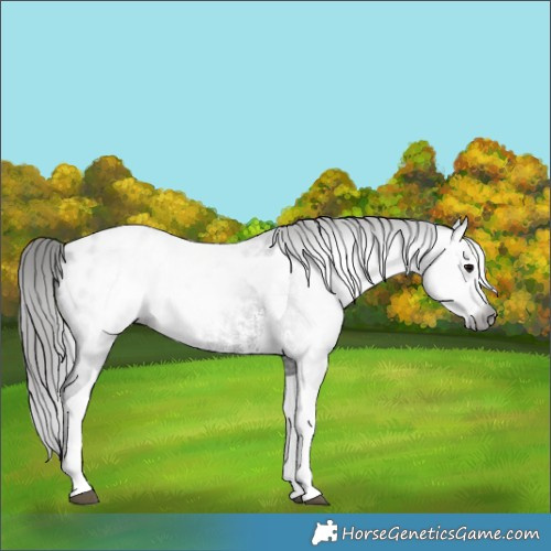Horse Color:Gray Black Sabino Tobiano Appaloosa Rabicano 