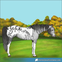 Horse Color:Gray Black Sabino Tobiano Appaloosa Rabicano 
