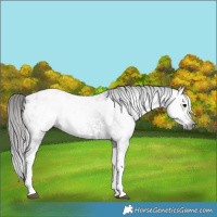 Horse Color:Gray Black Sabino Tobiano Appaloosa Rabicano 