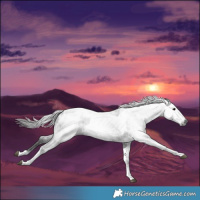 Horse Color:Gray Black Sabino Tobiano Appaloosa Rabicano