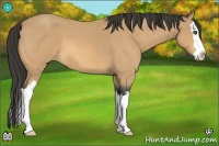 Horse Color:Buckskin Roan Splash 