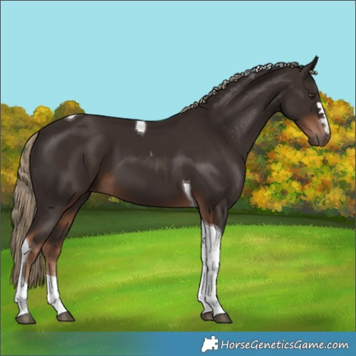 Horse Color:Liver Chestnut Tobiano 